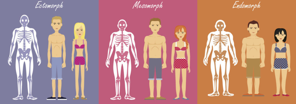 Visualisierung der Körpertypen